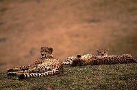 Cheetah Family, Image No. W025, Available as Limited Edition Print