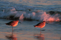 Sandpipers at Dusk, Image No. W024, Available as Limited Edition Print