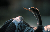 Anhinga Portrait, Image No. W022, Available as Limited Edition Print