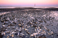 Shells and Lighthouse at Low Tide, Image No. A011
